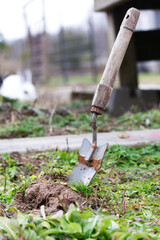 Rusty Shovel in The Dirt with rabbit