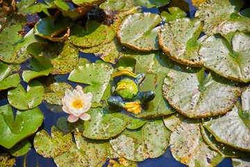 Fototapety na wymiar - Fototapeta24.pl