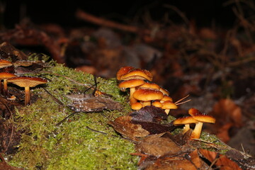 close-up of mushrooms with a blurred background