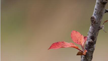 Autumn Twig and Red Leaves Background with Copy Space