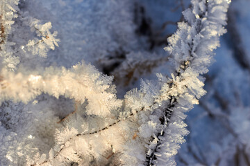 Grass covered with crystalline frost during winter frosts