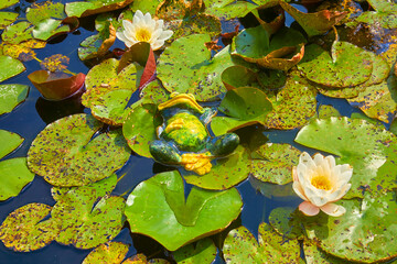 Funny decorative frog lolls between water lilies.