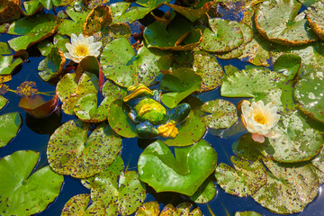 Fototapety na wymiar - Fototapeta24.pl