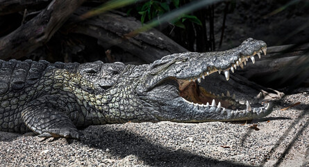 Nile crocodile near the pond. Latin name - Crocodylus niloticus