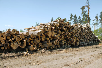 Sanitary felling of trees infected with eight teeth-typographus (IPS typographus). Moscow oblast....