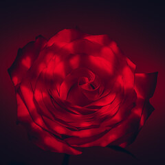Close-up of red rose flower in heart shaped beams of light. Valentines day background