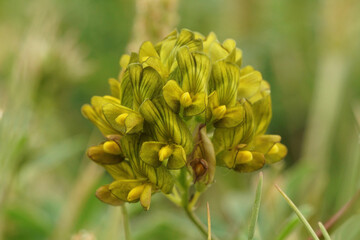 Bonte luzerne - Medicago x varia (M. falcata x sativa)