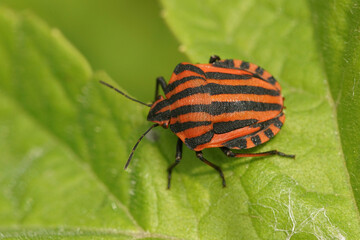 European Striped Shield Bug - 
Graphosoma italicum