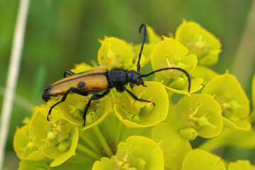  Vadonia bisignata a longhorn beetle from Sofia , Bulgaria