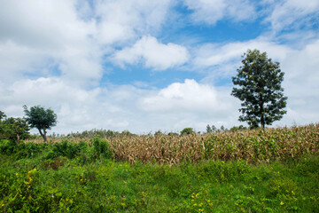 Obraz premium idyllic Country side Landscape - blue sky with white clouds