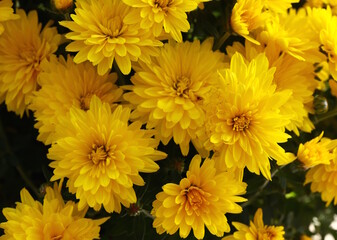 Yellow Chrysanthemums Closeup