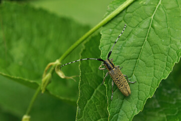 
Golden-bloomed Grey Longhorn - Agapanthia villosoviridescens 