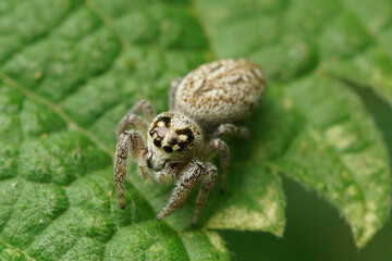 Macaroeris nidicolens, a small jumping spider in the garden