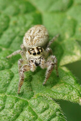 Macaroeris nidicolen, a small jumping spider in the garden