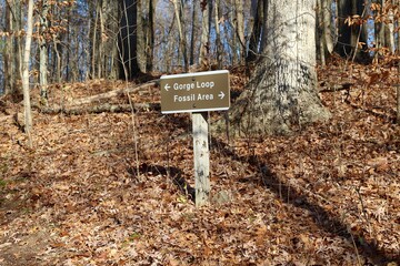 The brown trail sign in the autumn forest.