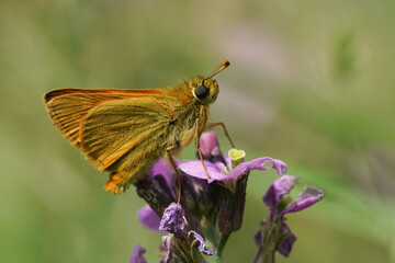 Bronw skipper in the garden 