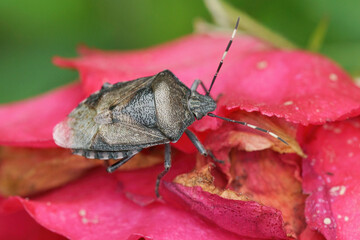 The mottled stink bug - Raphogaster nebulosa