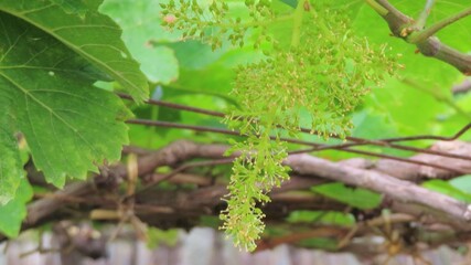 Graape flowering stage 