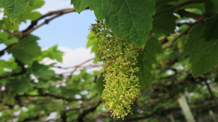 Grapes flowering
