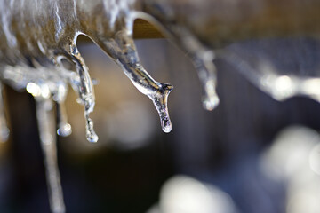 The ice-covered trees sparkled in the morning sunlight.