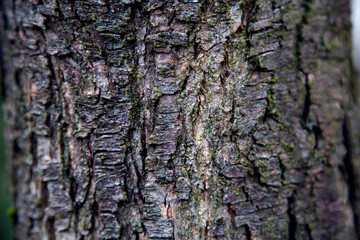 Texture of old wood, boards.