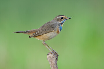 bluethroat (luscinia svecica) lovely brown with pale blue feathers on its chin down to neck mixed with orange colors