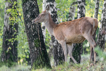 Deer female in the forest (Cervus elaphus)