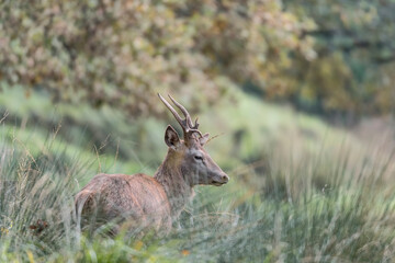 Young deer isolated at morning (Cervus elaphus)