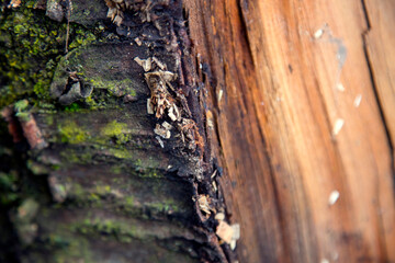 Texture of old wood, boards.