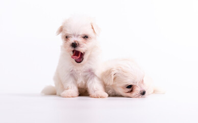 A Maltese dog with a white coat sitting on white background. Puppy Maltese dog