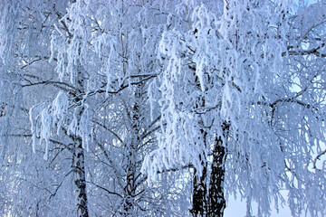Close-up image of birch branches hanging down under the weight of snow.