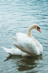 white swans in blue lake water