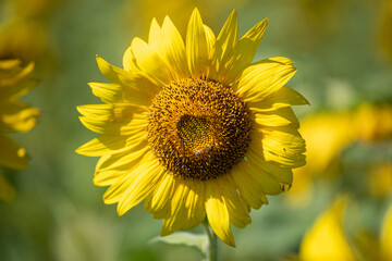 Obraz premium heart sunflower