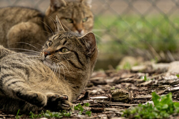 spielende Katzen im Garten