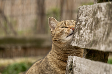 Katze schnuppert am Holz im Garten