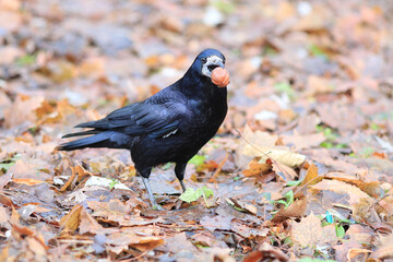 crow with nut