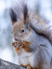 The squirrel with nut sits on tree in the winter or late autumn