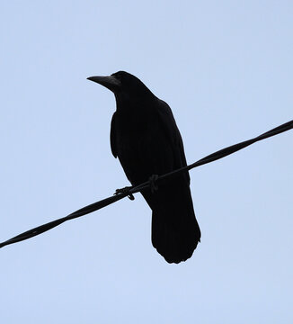 silhouette of a crow on an electric wire