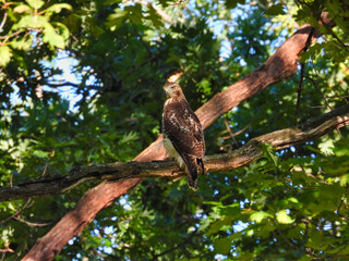 Red-Tailed Hawk: A red-tailed hawk bird of prey perched on a tree branch looking over its shoulder  in the midst of a forest on a sunny summer day hunting for prey