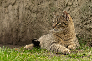 Kater entspannt im Garten