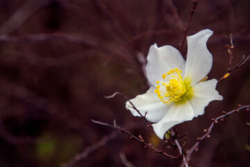 Fototapeta na wymiar A beautiful white flower blossomed on the bush.