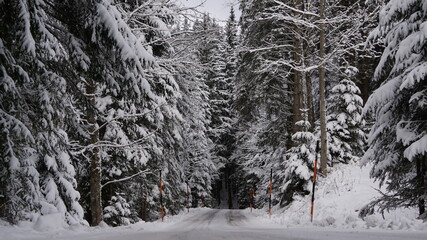 snow covered trees