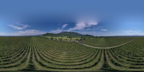 Vineyards in Kakheti from drone. Panorama 360