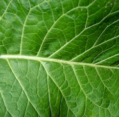 Fototapeta premium Background of juicy, fresh crispy cabbage leaf. Cabbage green leaf texture