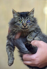 kitten with sore eyes, lesion of the cornea of the eye