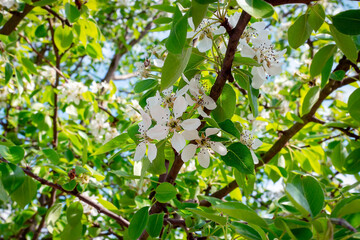 Bright, juicy blooming flowers of an pears tree on a branch. Natural spring background with blooming pear tree.