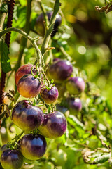 plantation of fresh purple tomatoes gardening concept