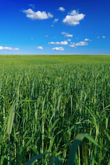 Green field under a blue sky with clouds. Vertical view. In the foreground, close-up of plant stems. The background is partially blurred.