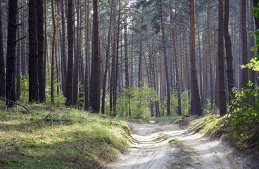 Road in a beautiful forest with different trees on a warm day