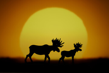 Fototapeta na wymiar Sunset and moose in silhouette
